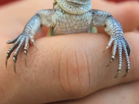 Bright blue thighs, massive claws - must be the four-toed whiptail lizard! - YouTube