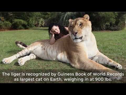 9 Of The World's Biggest Animals