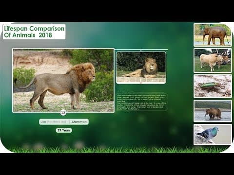 Lifespan Comparison of Animals