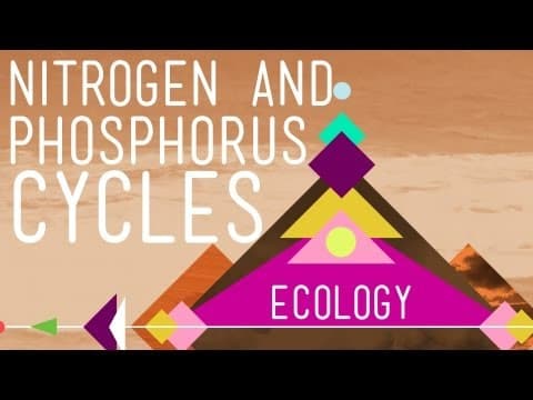 Nitrogen & Phosphorus Cycles: Always Recycle! Part 2 - Crash Course Ecology