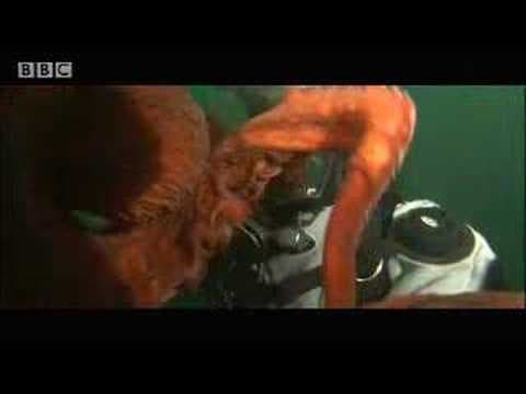 Giant Octopus Video