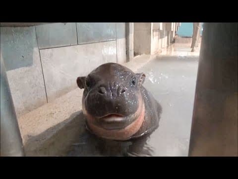 What is inside a kangaroo pouch