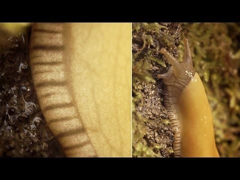 Banana Slugs: Secret of the Slime | Deep Look - YouTube