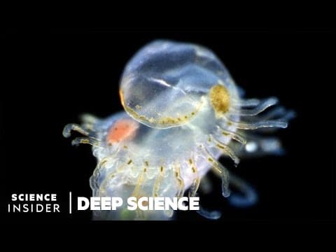 Award-Winning Footage Of The Microscopic World In 2020 | Deep Science