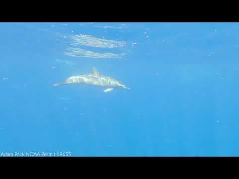 A Collaboration to Study Dolphin Sounds