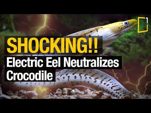 How the electric eel produces electricity?⚡