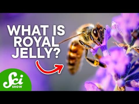 How Bees Choose Their Queen