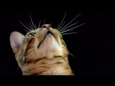 How Do Cats Use Their Whiskers? Slow-Motion | Cats Uncovered | BBC Earth - YouTube