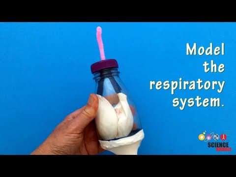 Explore How we Breathe | STEM Lesson Plan