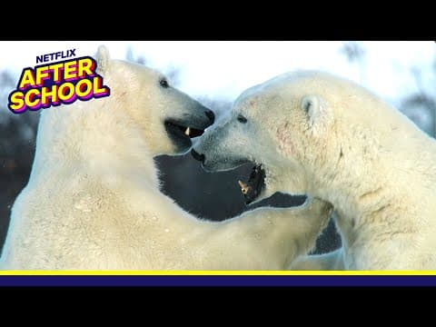 Wild Bears Around the World Animal