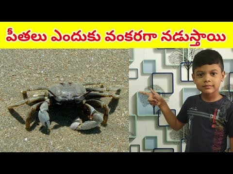 Intresting facts - పీతలు వంకరగా ఎందుకు నడుస్తాయి - crabs - telugu education videos