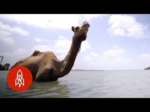India’s swimming camels
