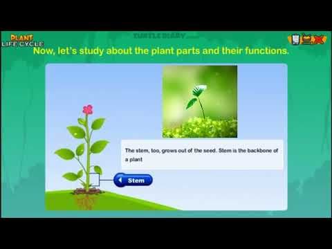 What does a STEM do? - Plant Science Science in Seconds