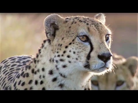 Best Cheetah Moments