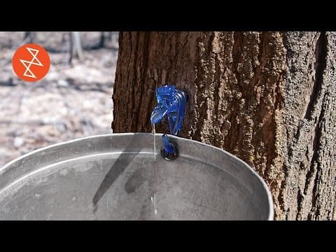 How Maple Syrup is Made | Où se trouve: Garland Sugar Shack