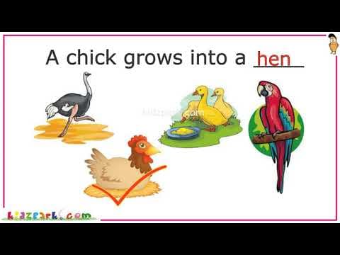 Kids Educational Video | IQ Quiz Kindergarten | Part 2