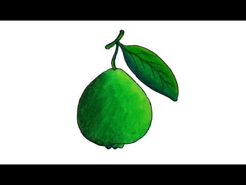 How to Draw a Guava, Guava drawing