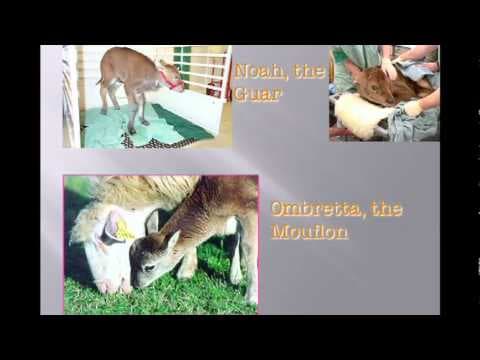 Paul Root Wolpe Its time to question bio engineering