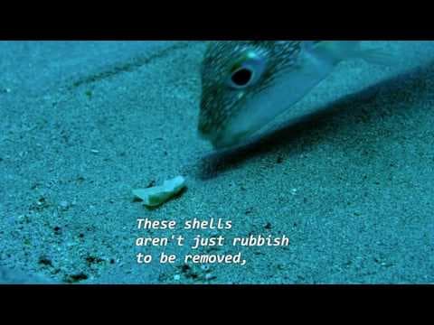BBC-Earth , Life Story Ep05 - Courtship - Puffer Fish