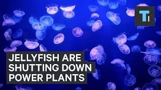 How Jellyfish Swarms Are Shutting Down Power Plants Around The World