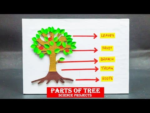 School Science Projects | Parts Of Tree