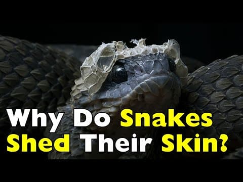 Why Snakes Must Shed Their Skin to Survive