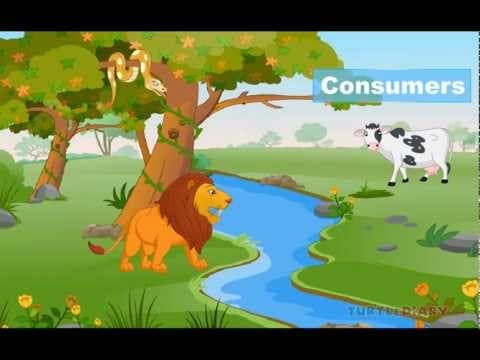 FOOD CHAIN - What Do Animals Eat & How Does It Work? Animal Science for Kids