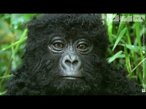 Will Robot Spy Gorilla Be Welcomed By The Great Silverback