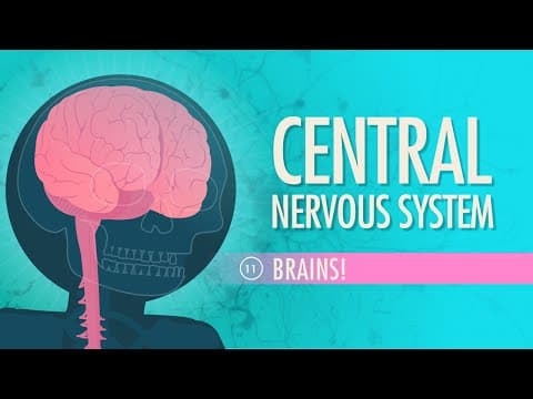 Central Nervous System: Crash Course Anatomy & Physiology #11 - YouTube