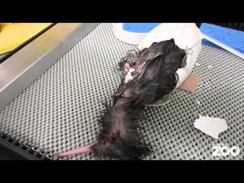 Kiwi chick hatches at Auckland Zoo