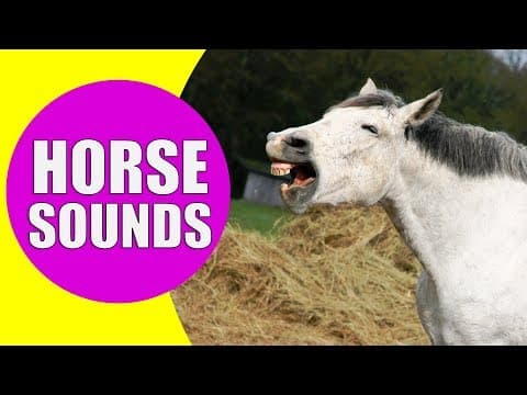 HORSE SOUNDS FOR KIDS - Learn Neighing Snorting and Galloping Sound Effects of Horses