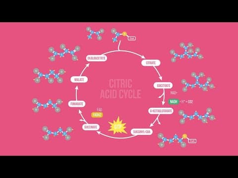 CITRIC ACID CYCLE SONG | Science Music Video