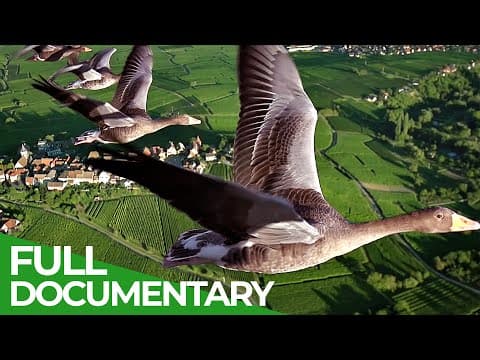 Birds of passage-a secret journey through the skies-owner free documentary nature