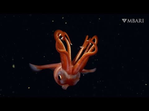 Drawing a cat alphabet from A to Z