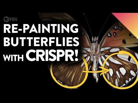 Inside a chrysalis| Painting butterfly wings with CRISPR