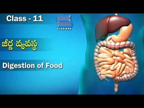 జీర్ణ వ్యవస్థ - Digestion of Food | Digestion and Absorption