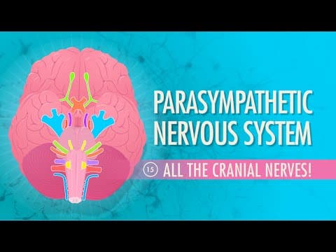 Parasympathetic Nervous System: Crash Course Anatomy & Physiology #15 - YouTube