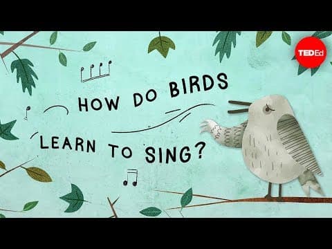 The surprising reason birds sing - Partha P. Mitra - YouTube