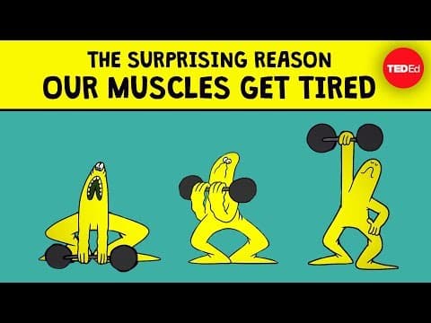 The surprising reason our muscles get tired - Christian Moro - YouTube