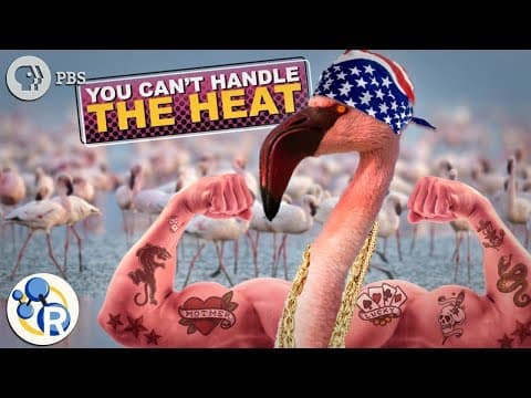 Why Flamingos Are Pink and HARDCORE - YouTube
