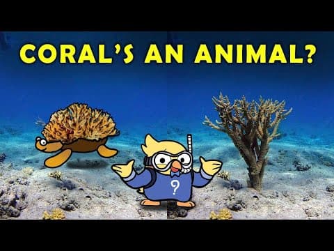 Why Is Coral an Animal and Not a Plant?