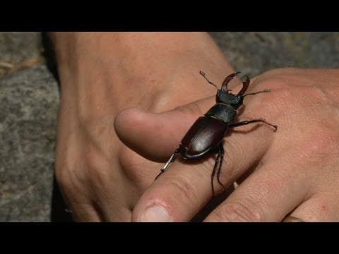 Two beetles, one spider - Natural History Museum