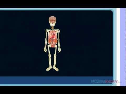 Cool Human Body Facts Science for Kids