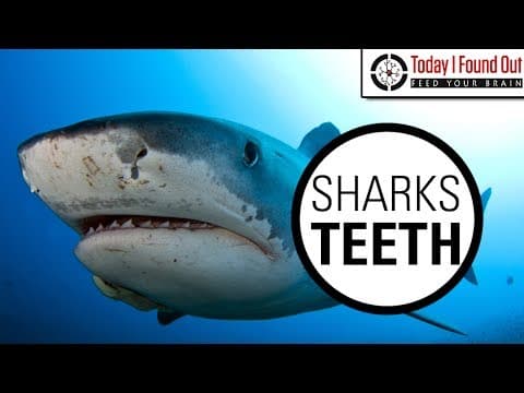 Can Sharks Really Grow an Unlimited Number of Teeth
