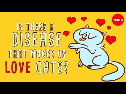 What that makes us love cats? - Jaap de Roode - YouTube