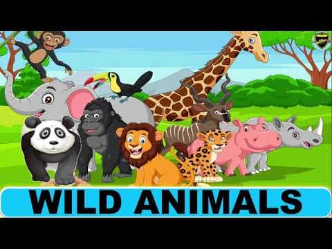 Wild Animals - Learn wild animals names