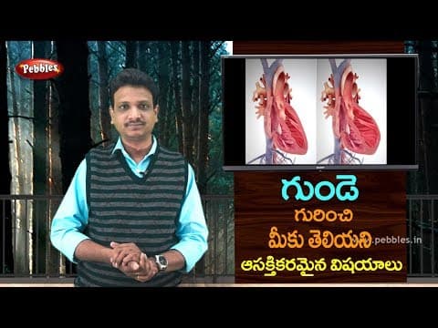 Interest facts about Heart in Telugu | Science fun facts in Telugu