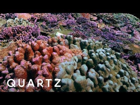 3D photogrammetry maps of coral reefs