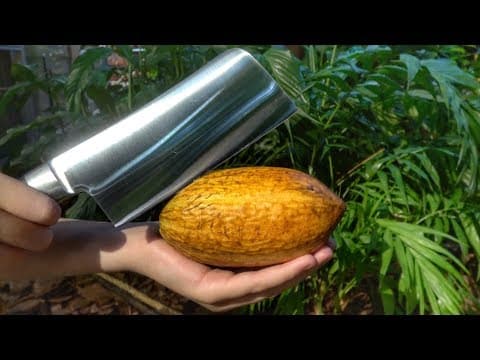 What's inside a Cocao Pod?
