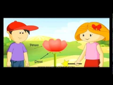 Parts of a Flower In Hindi फूल के भाग